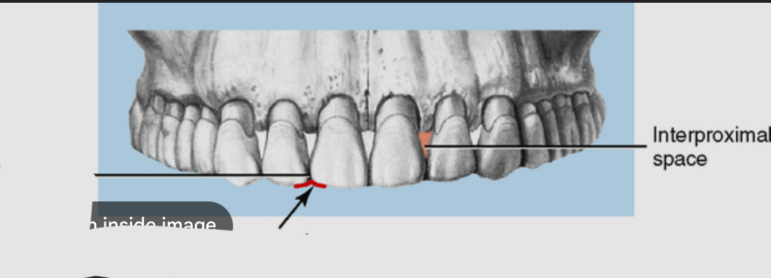 <p>Space between two teeth </p>