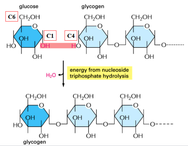<p>polysaccharides store glucose in larger units</p><p>glycogen in animals, starches and cellulose in plants</p><p>synthesis of polysaccharides involves glycosidic bond formation between simple sugars (requires energy)</p><p>synthesis is coupled with formation of a nucleotide sugar intermediate (activated, energy-yielding)</p>