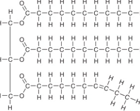 <ul><li><p>Is a lipid</p></li><li><p>Formed through an ester linkage with glycerol and fatty acids, the resulting triglycerides are able to store tons of energy</p><p></p></li></ul><p></p>