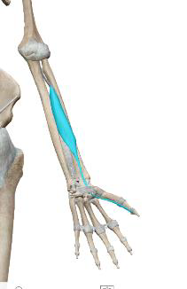 <p>Long fléchisseur du pouce</p>