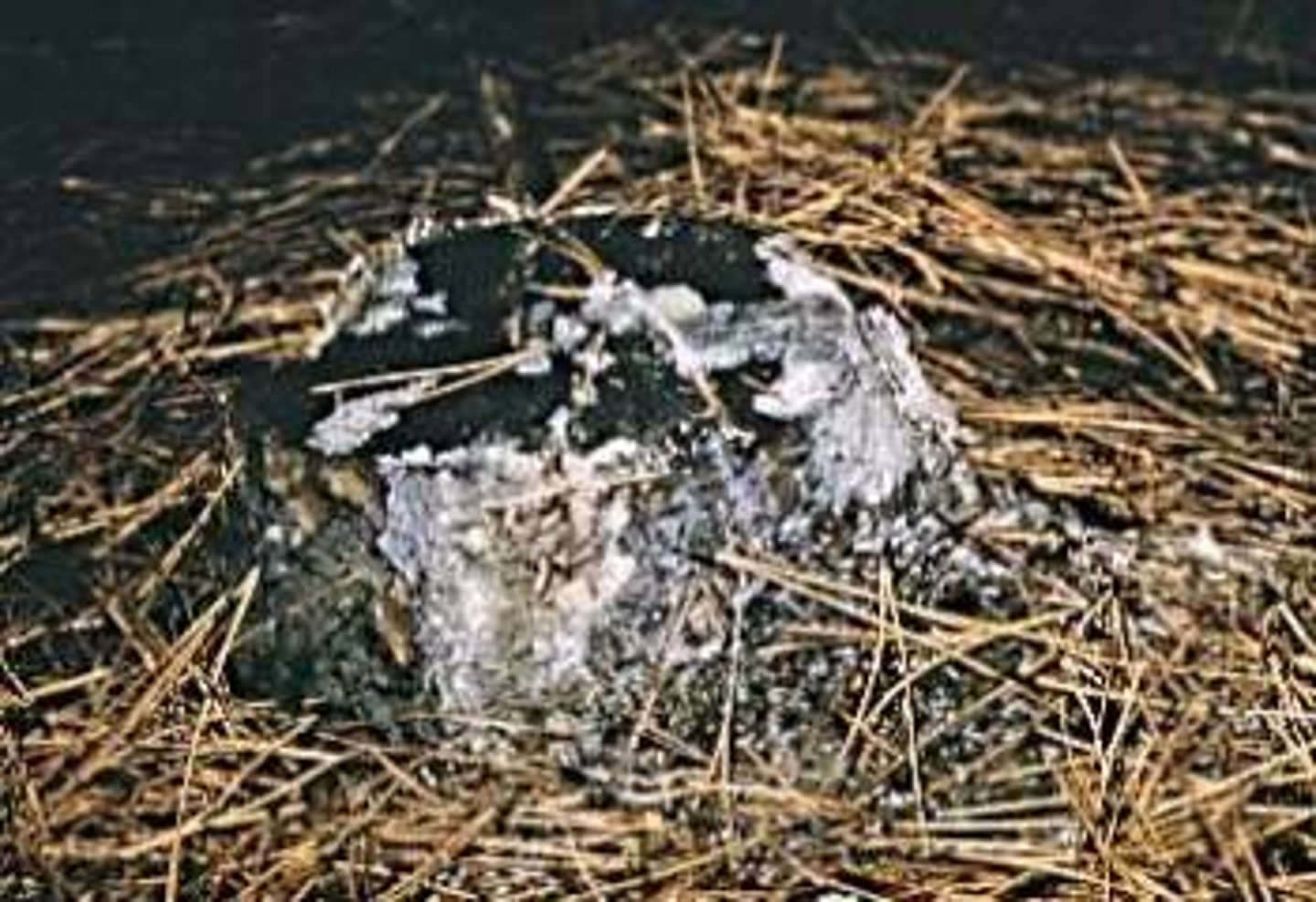 <p>jak powstaje zgnilizna biała</p>