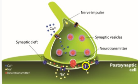 <p>Once the receptors on the post-synaptic neuron have been activated, they either produce excitatory or inhibitory effects on the post-synaptic cell</p>
