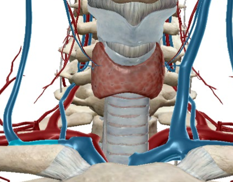 <p>What is this gland?</p>