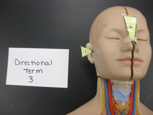 <p>Directional Term </p><p>Lab Image 1-2</p>