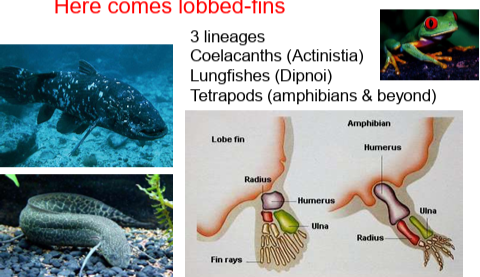 <ul><li><p><strong>Coelacanths</strong> (Actinistia)</p></li><li><p><strong>Lungfishes</strong> (Dipnoi)</p></li><li><p><strong>Tetrapods</strong> (amphibians and beyond)</p></li></ul><p></p>