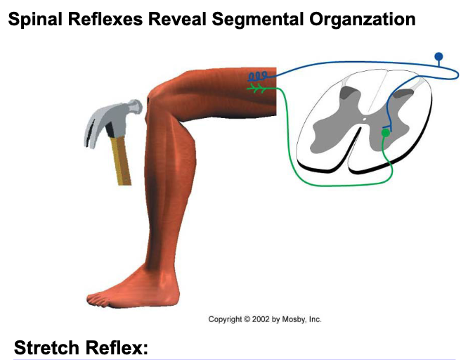 <p>Striking the patellar tendon activates muscle spindle primary endings, which then monosynaptically excite alpha motor neurons that innervate the stretched muscle</p>