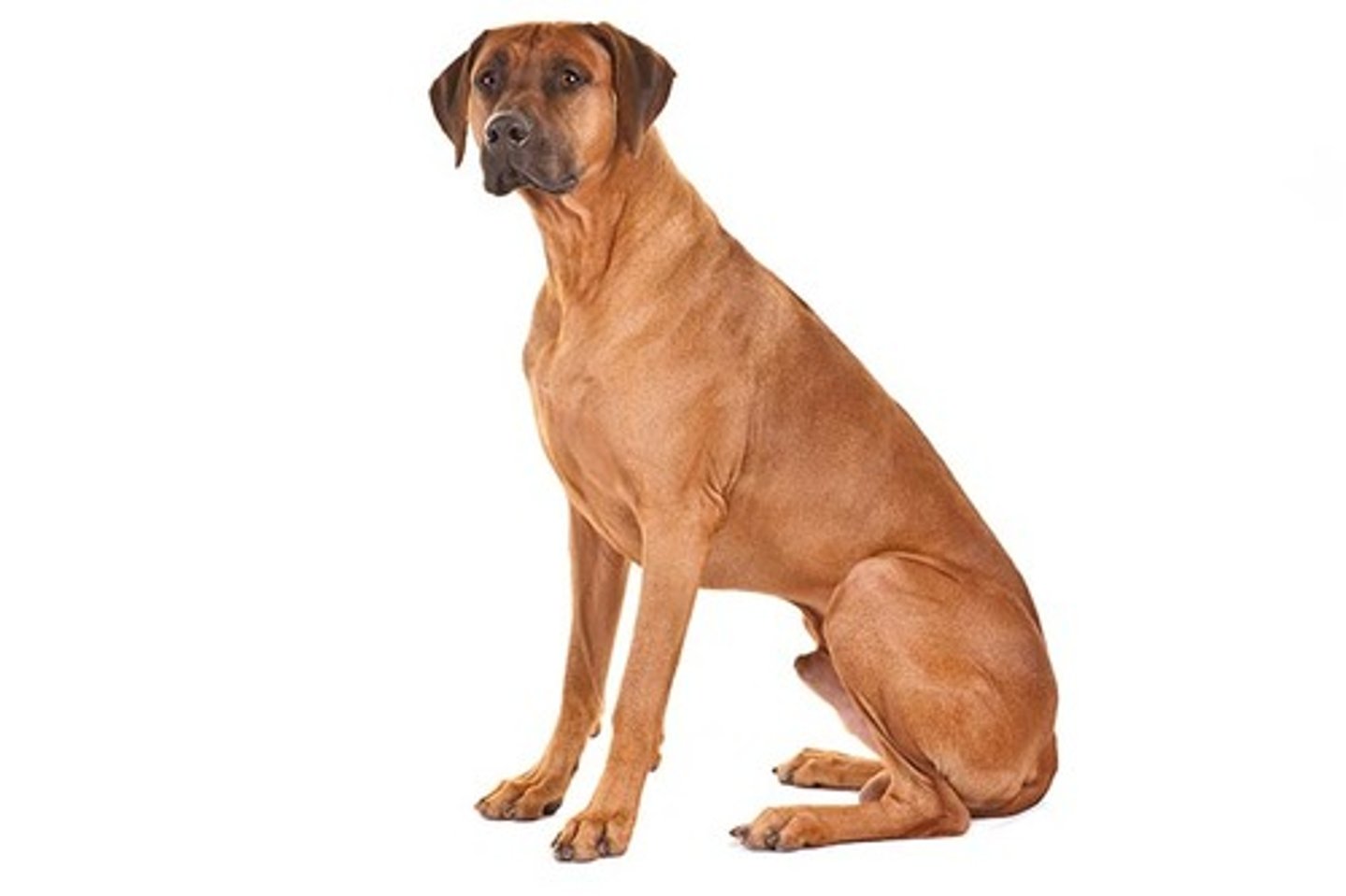 <p>Affectionate, Dignified, Even-Tempered</p><p>AKC Breed Popularity: Ranks 42 of 194</p><p>Height: 25-27 inches (male), 24-26 inches (female)</p><p>Weight: 85 pounds (male), 70 pounds (female)</p><p>Group: Hound Group</p>