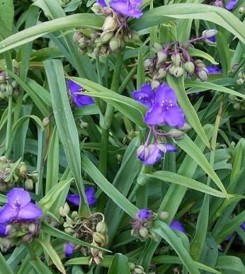 <p><em>Tradescantia virginiana</em></p><p>spiderwort</p><p>Commelinaceae</p>