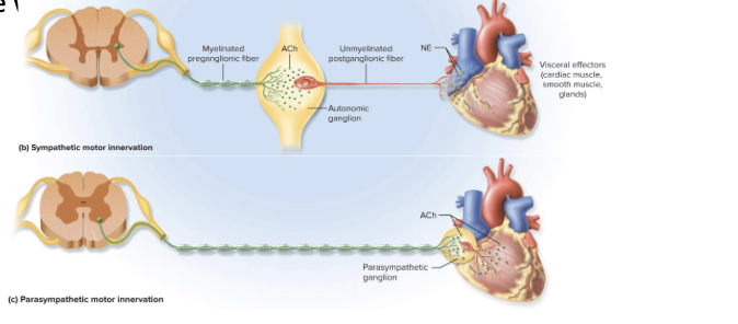 <p>sympathetic: shorter preganglionic fibers and longer postganglionic fibers </p><p>parasympathetic; very long preganglionic fibers and super short postganglionic fiber </p>