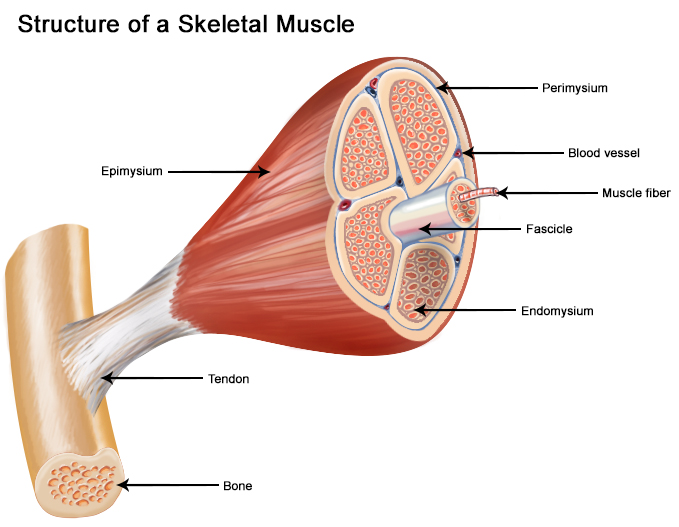 Fascicle is