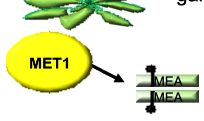 <p>MET1</p><p>in vegetative tissues and the male gametophyte</p>