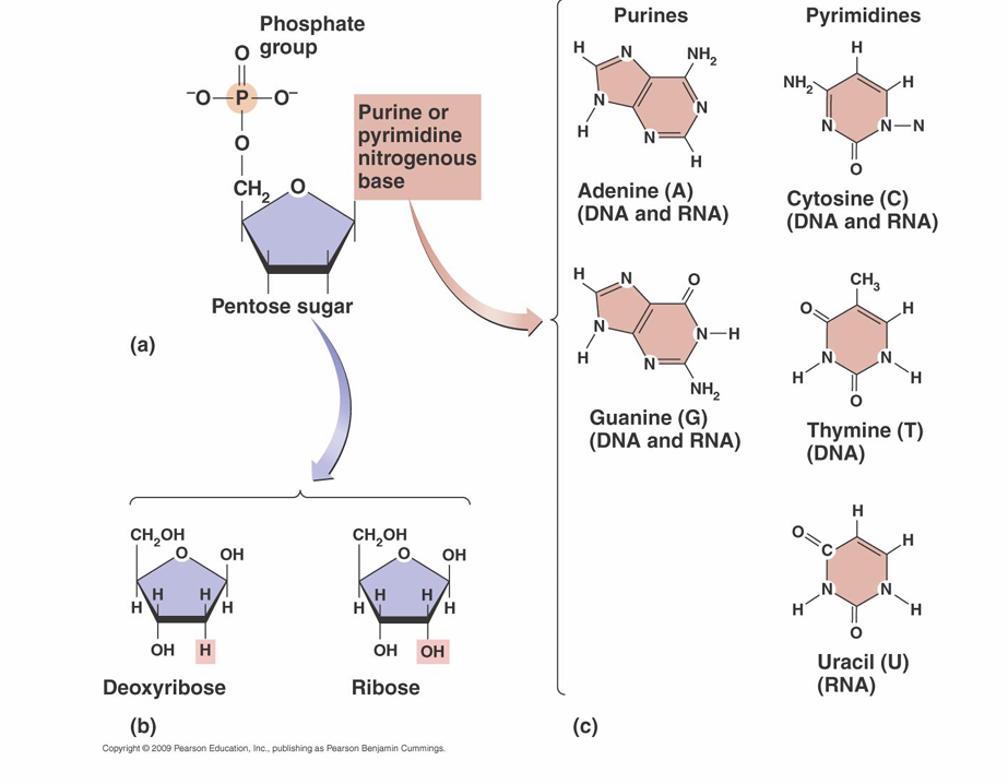 <p>• Monomers that make up nucleic acids</p><p>• Composed of three parts</p><p>– Phosphate</p><p>– Pentose sugar: deoxyribose or ribose</p><p>– One of five cyclic nitrogenous base</p>