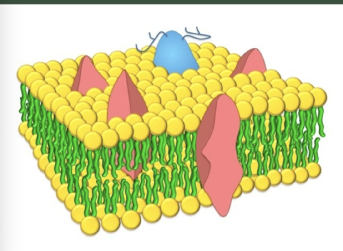 <p>Cell membranes are represented according to a fluid-mosaic model ,due to the fact that they are?</p>
