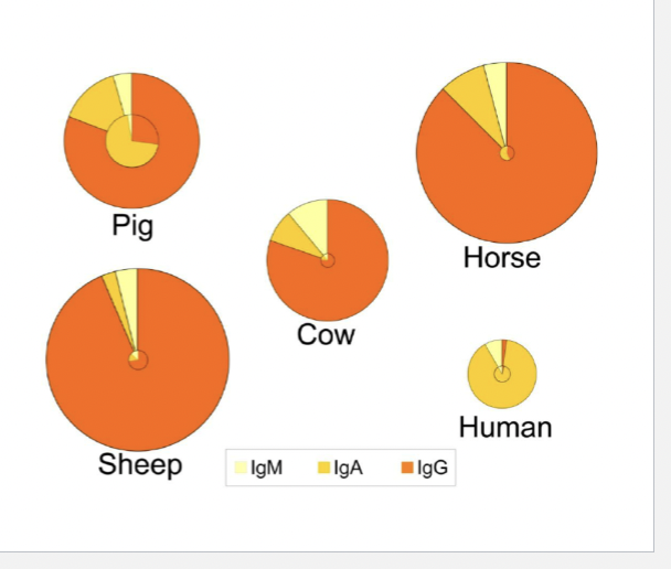 <p>Where are igA usually found?</p>