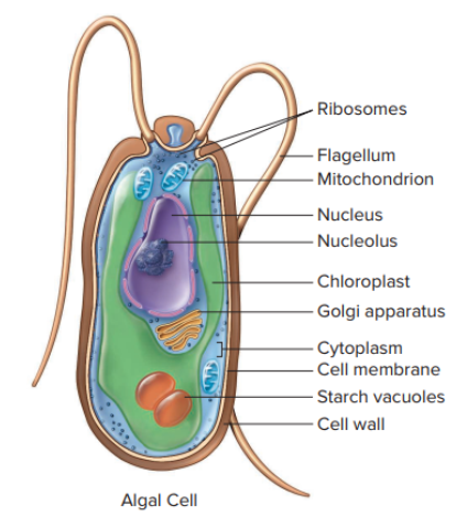 <ul><li><p><span>Unicellular, colonial, and filamentous</span><br><span>forms</span></p></li><li><p><span>Larger forms can possess tissues</span><br><span>and simple organs</span></p></li><li><p><span>Exhibits most organelles - - - ></span><br><span>including chloroplasts</span></p></li></ul><p></p>