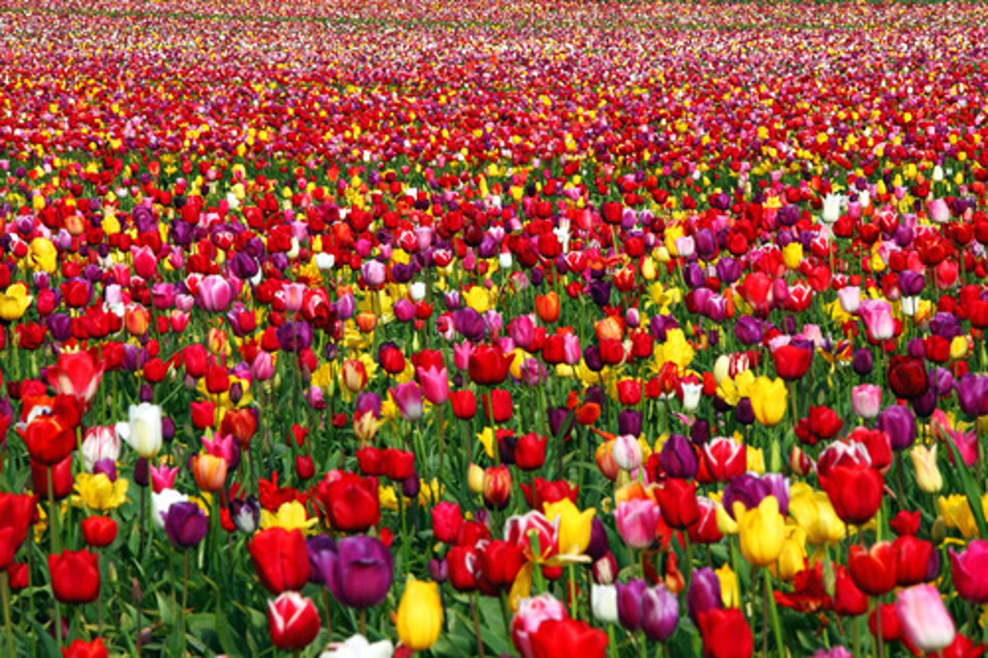 <p>large (in numbers), numerous</p>