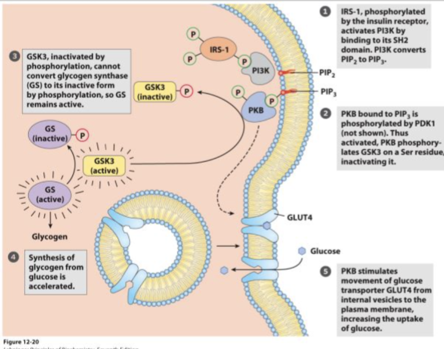<ul><li><p><strong>Insulin binds to its receptor (RTK)</strong>, activating <strong>tyrosine kinase activity</strong>.</p></li><li><p>This leads to a cascade that synthesizes <strong>PIP3 (a second messenger)</strong>.</p></li><li><p>The final response is the <strong>relocation of GLUT4 transporters to the membrane</strong>, allowing <strong>glucose uptake</strong> from the bloodstream.</p></li></ul><p></p>
