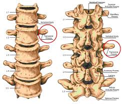 <p>Transverse Process</p>