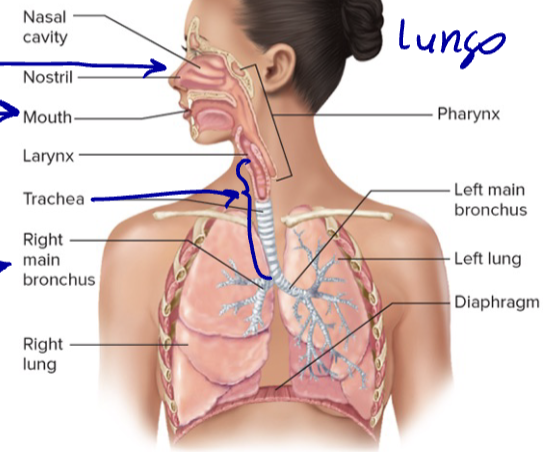 <p>B. Nasal/oral cavity → Trachea → Bronchi → Bronchioles</p>