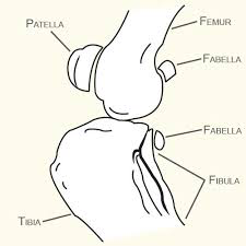 <p>Patella and Fabellae&nbsp;</p>