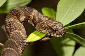  Northern Watersnake