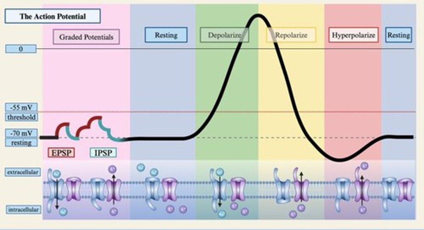 <p>They open during depolarization and close during hyperpolarization.</p>
