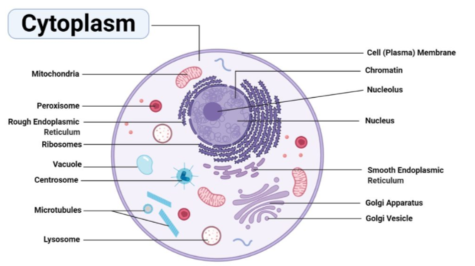 <p>F: To support and suspend organelles and cellular molecules. Many cellular processes also occur in the cytoplasm</p><p class="E790 x-scope qowt-point-para-7" style="text-align: left">MCC: made up of the cytosol and other organic and inorganic compounds</p>