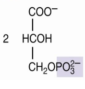 <p>3-phosphoglycerate</p>