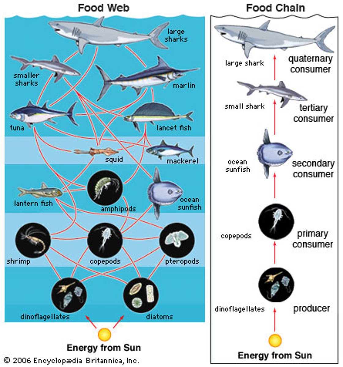 <p>a complex model of how energy and matter move between trophic levels</p>