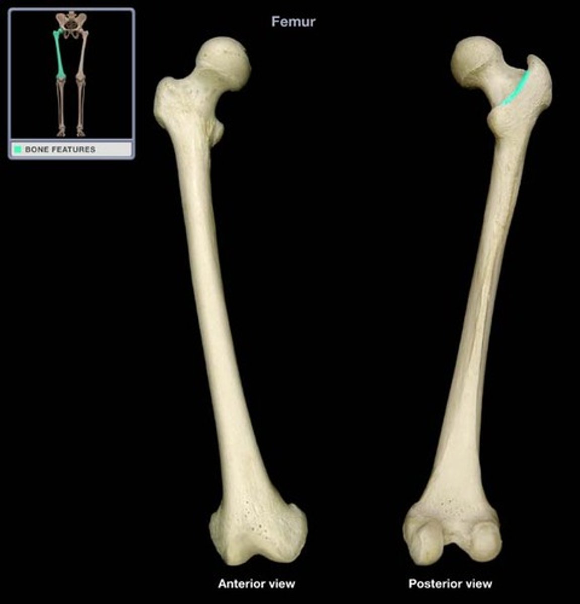 <p>elevated line on the posterior surface of the proximal femur between the GREATER and LESSER TROCHANTER</p>