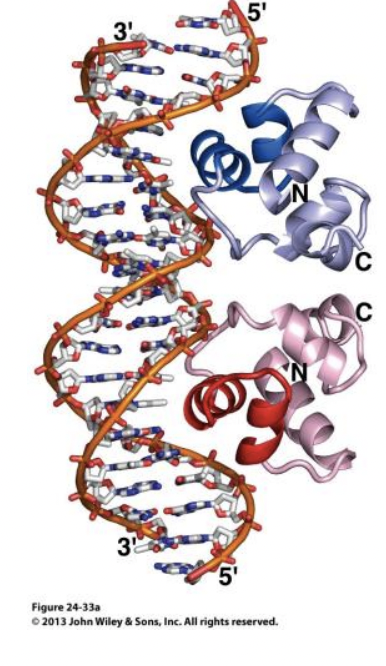 * Zinc Fingers 
* Coiled-Coils
* Helix-turn-helix 
  * **Interactions:** Alpha-helix binding into major groove 