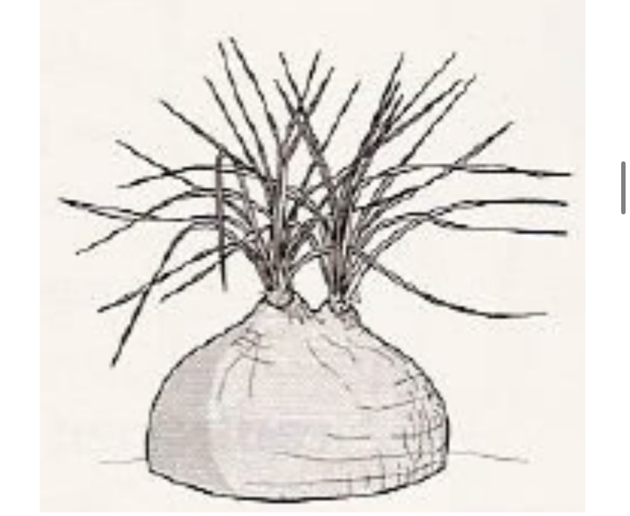 <p>Type of Aboveground Stem Modification</p>