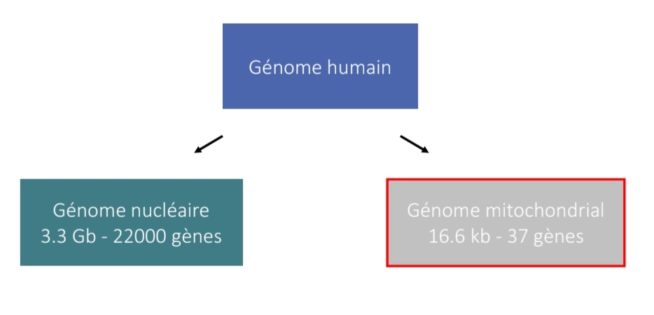 <p>ET : part mutations</p>
