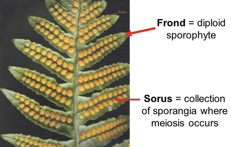 Example of a frond and sorus on a fern