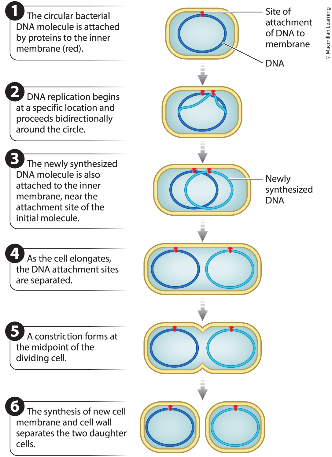 <p><span>Binary fission is the primary method of reproduction in bacteria, where a single bacterial cell divides into two identical daughter cells.</span></p><p>Growth and Reproduction</p><p>Genetic Consistency</p><p>Adaptation and Evolution</p>