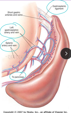 <ul><li><p>Anatomy:</p><ul><li><p>Gastrosplenic ligament - left side </p></li><li><p>Celiac artery → Splenic artery → pancreas → Left gastroepiploic a. → Short gastric aa</p></li></ul></li></ul><ul><li><p><strong>Diffuse:</strong> Congestion</p><ul><li><p><strong><u>Splenic torsion,</u></strong> RHF, <strong><u>GDV,</u></strong> drugs,<strong><u> infection</u></strong>, <strong><u>Immune mediated</u></strong>, lymphoma</p></li></ul></li><li><p><strong>Focal:</strong> Nodular regen, <strong><u>hematoma</u></strong>, <strong><u>trauma</u></strong>, neoplasia</p></li></ul><p></p>