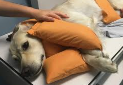 <p>dog restraint #8</p>