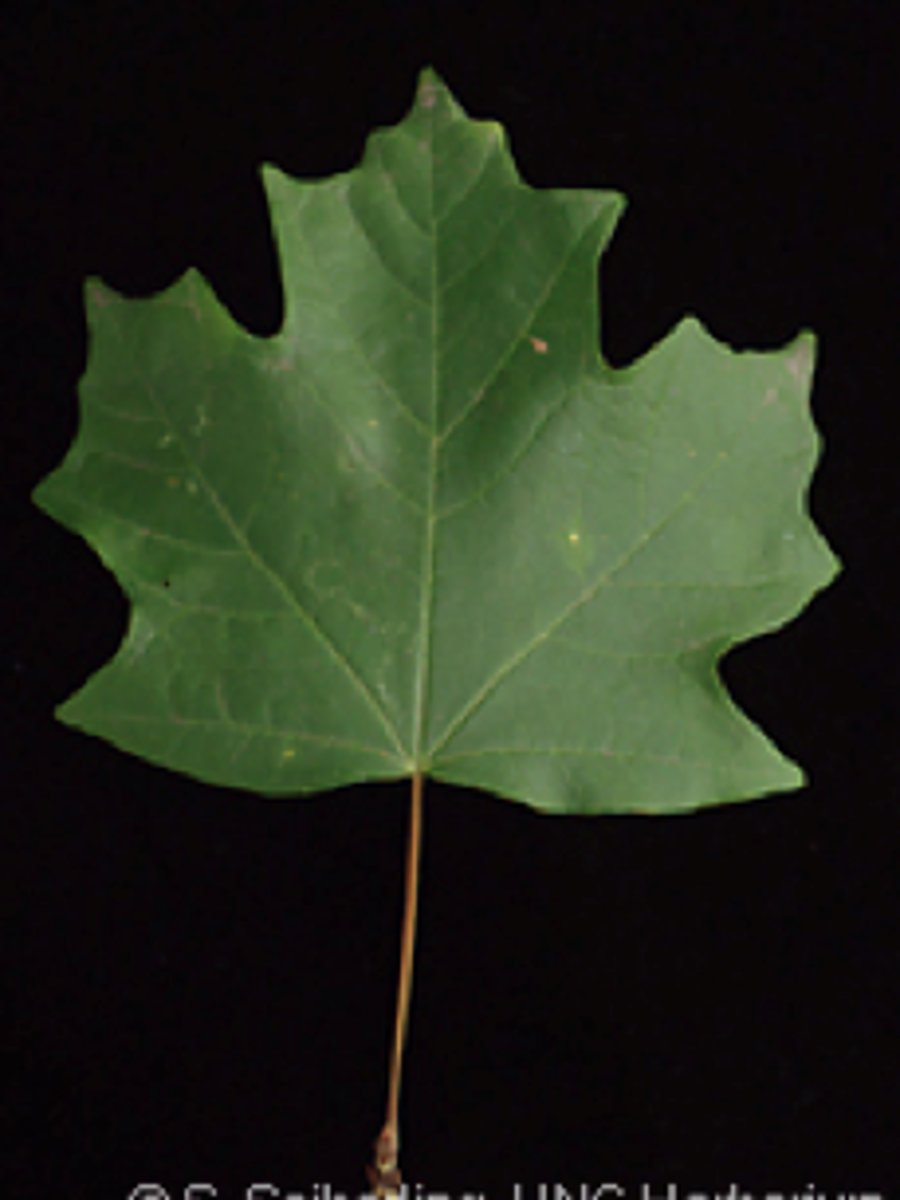 <p>Acer floridanum, Sapindaceae</p>