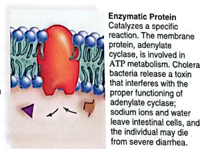 <p>carry out metabolic reactions directly</p>