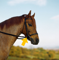 <p><strong>a set of leather straps that are put around a horse's head to allow its rider to control it</strong></p><p><br></p>