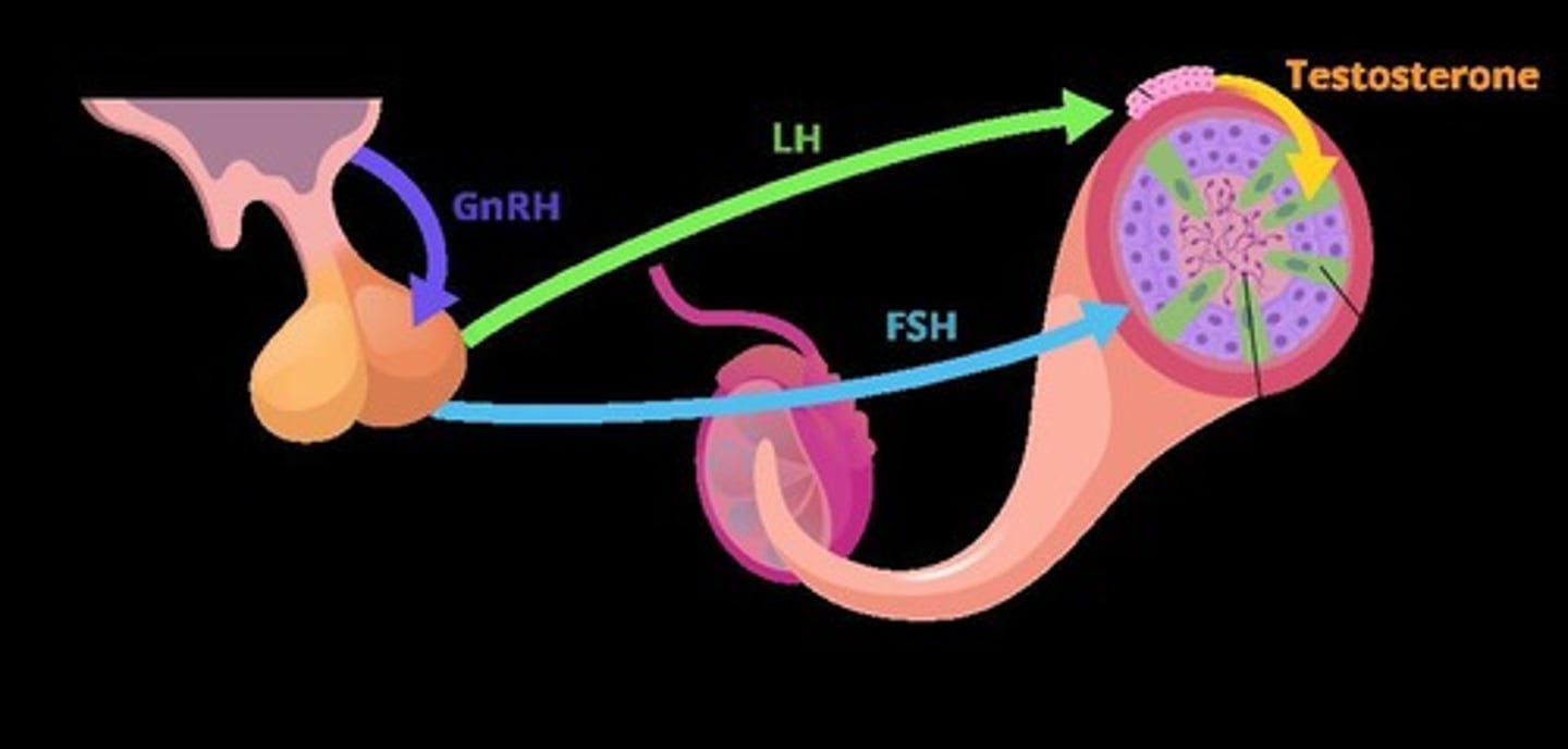 <p>Secrete male hormones (E.g., testosterone and androgens) in the presence of LH.</p>