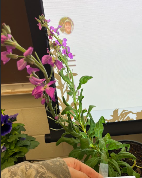 <ul><li><p>heavily ungulated foliage</p></li><li><p>feels rubbery but not pubescent</p></li><li><p>defined midrib</p></li><li><p>used as linear pieces in floral design</p></li><li><p>nice smell</p></li><li><p>does not tolerate heat at all</p></li></ul><p></p>