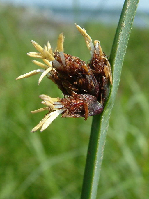 Three corner grass