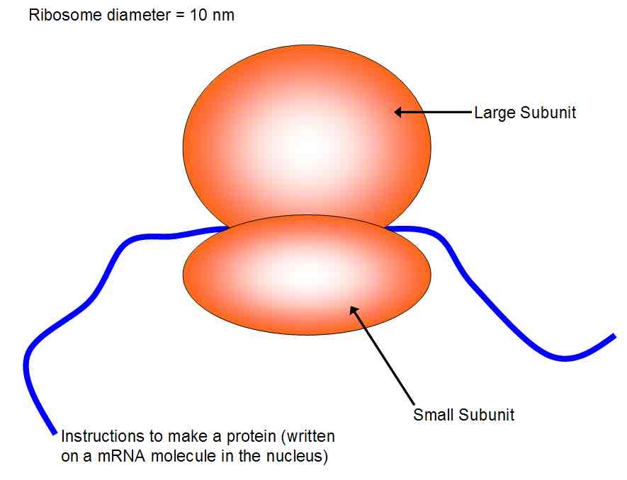 <ul><li><p>Two subunits </p></li><li><p>Groove for mRNA attachment </p></li><li><p>25nm</p></li></ul>