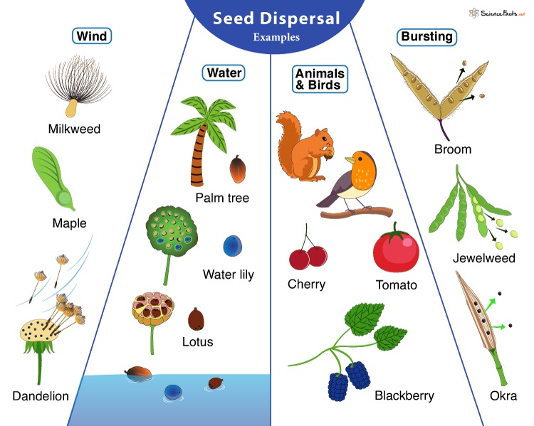 <p>How are seeds dispersed?</p>