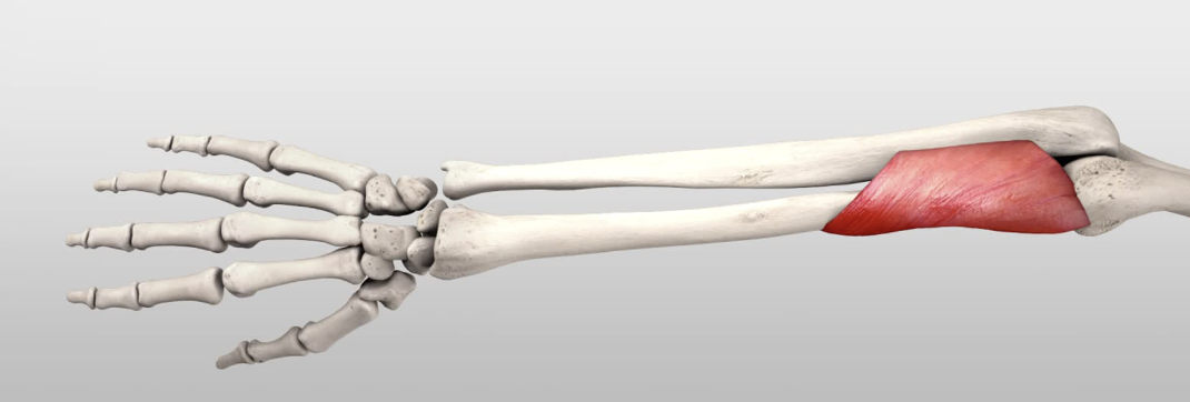 <p></p><p>origin: lateral epicondyle of humerus</p><p>insertion: radius </p>