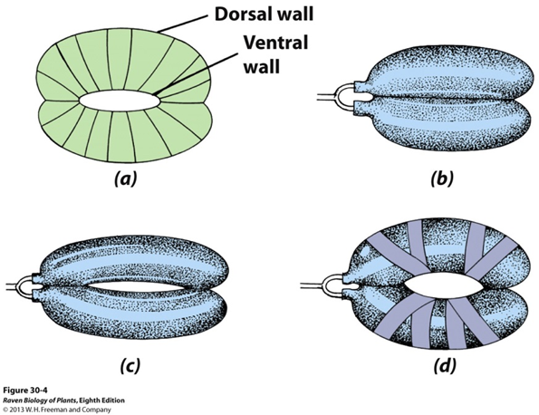 <p>radial orientation of cellulose microfibrils in the guard cell walls is required for Pore Opening</p><ul><li><p>prevents lateral expansion of guard cells</p></li><li><p>promotes longitudinal expansion</p></li></ul><p></p><p>guard cells are attached at their ends to each other </p><p></p><p></p>