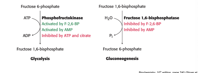 <p>are <strong>reciprocally regulated</strong></p><ul><li><p><strong>phosphofructokinase</strong> = key enzyme in regulation of glycolysis</p><ul><li><p>activated by <strong>F02,6-BP</strong>; <strong>AMP</strong></p></li><li><p>inhibited by <strong>ATP</strong>; <strong>citrate</strong></p></li></ul></li><li><p><strong>fructose 1,6-biphosphatase</strong> = principal enzyme for controlling rate of gluconeogenesis</p><ul><li><p>inhibited by <strong>F-2,6-BP; AMP</strong></p></li></ul></li></ul><p></p>