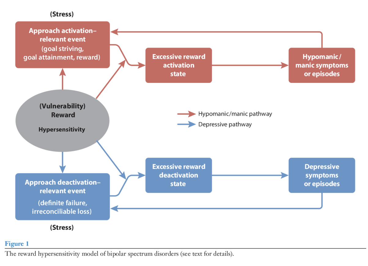 <p>Being hypersensitive to reward = trait that predisposes someone to developing BD</p><ul><li><p><span>Goal attainment can lead to excessive reward states + ultimately (hypo)mania&nbsp;</span></p></li><li><p><span>Goal nonattainment can lead to excessive reward deactivation and a depressive state</span></p></li></ul><p></p>