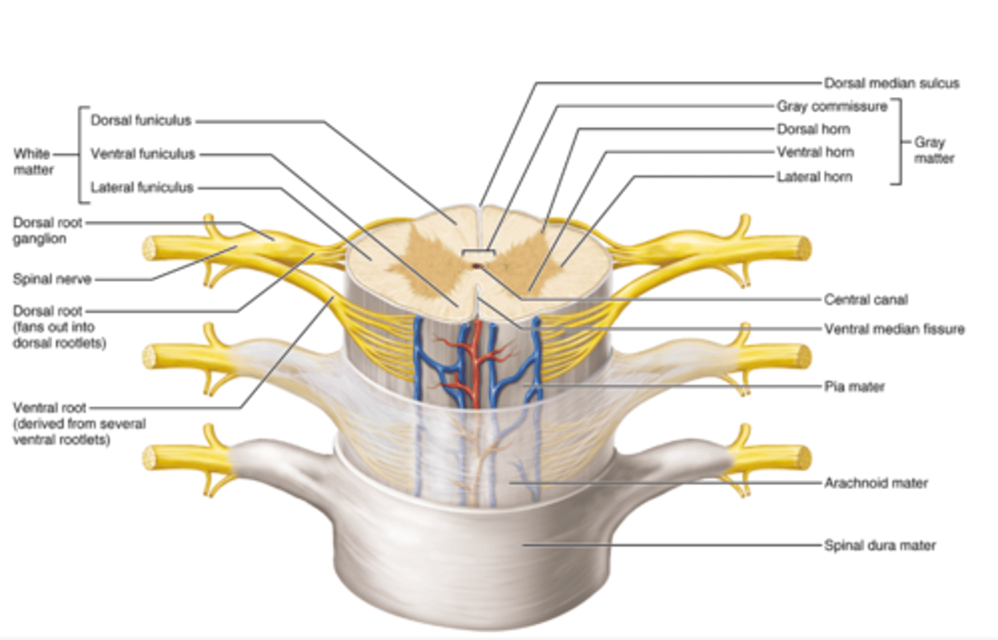 <p>1. Dura Mater</p><p>Location: Outermost layer</p><p>Composition: Tough, dense connective tissue</p><p>Function: Protects the spinal cord from mechanical injury</p><p>Forms the dural sac, which ends at S2 vertebral level</p><p>2. Arachnoid Mater</p><p>Location: Middle layer, just beneath the dura mater</p><p>Composition: Thin, web-like membrane</p><p>Function: Covers the spinal cord without dipping into sulci. Forms the subarachnoid space (between arachnoid and pia mater) that contains cerebrospinal fluid (CSF)</p><p>3. Pia Mater</p><p>Location: Innermost layer, in direct contact with the spinal cord</p><p>Composition: Delicate, transparent connective tissue</p><p>Function: Follows the contours of the spinal cord</p><p>Forms denticulate ligaments that anchor the cord laterally to the dura. Extends as the filum terminale to anchor the cord to the coccyx</p>